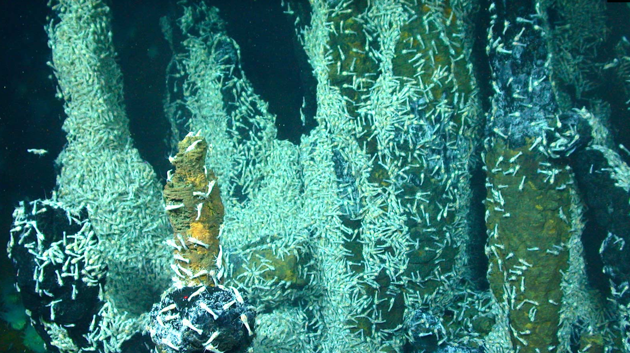 Shrimp called Rimicaris hybisae crawl on the Von Damm Spire, located 7,500 feet (2,300 meters) underwater in the Caribbean. The shrimp live in symbiosis with bacteria. This fascinating ecosystem gives scientists insights into what kind of life could thrive in extreme environme... Credit: Courtesy Chris German, WHOI/NSF, NASA/ROV Jason © 2012 Woods Hole Oceanographic Institution