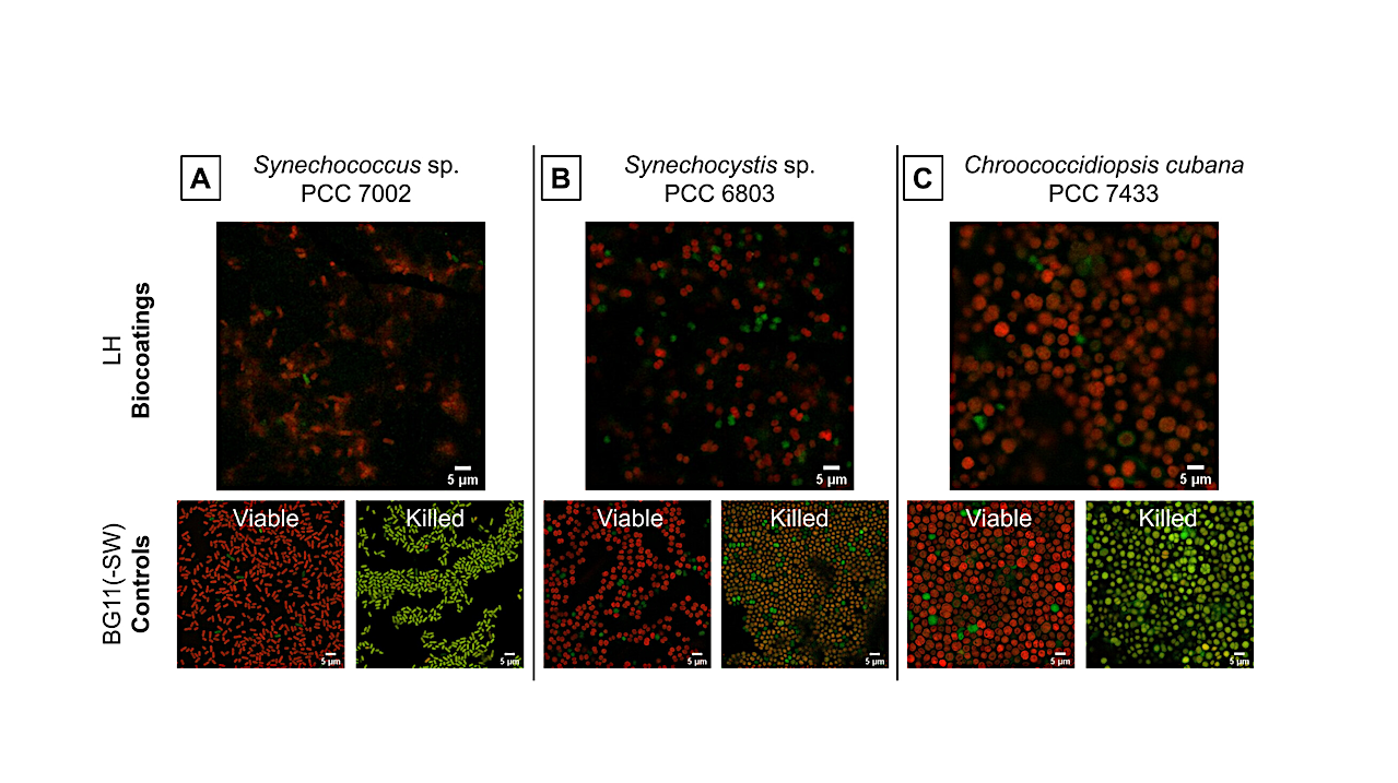 The cyanobacterial strains retain photosynthetic pigments in the biocoatings. Visualization of the cyanobacteria Synechococcus sp. PCC 7002 (A), Synechocystis sp. PCC 6803 (B), and Chroococcidiopsis cubana PCC 7433 (C) by means of their pigments using CLSM. Chlorophyll a fluoresces red, whereas the degradation of chlorophyll a reveals the secondary pigments fluorescing green. Bacterial cultures were either visualized untreated (viable controls) or heat-killed (killed controls). Biocoatings containing halloysite (LH) were visualized immediately after rehydration. Most of the bacterial cells within the biocoatings appeared red, which means that they contained chlorophyll a, as did the viable controls. -- ASM Journals