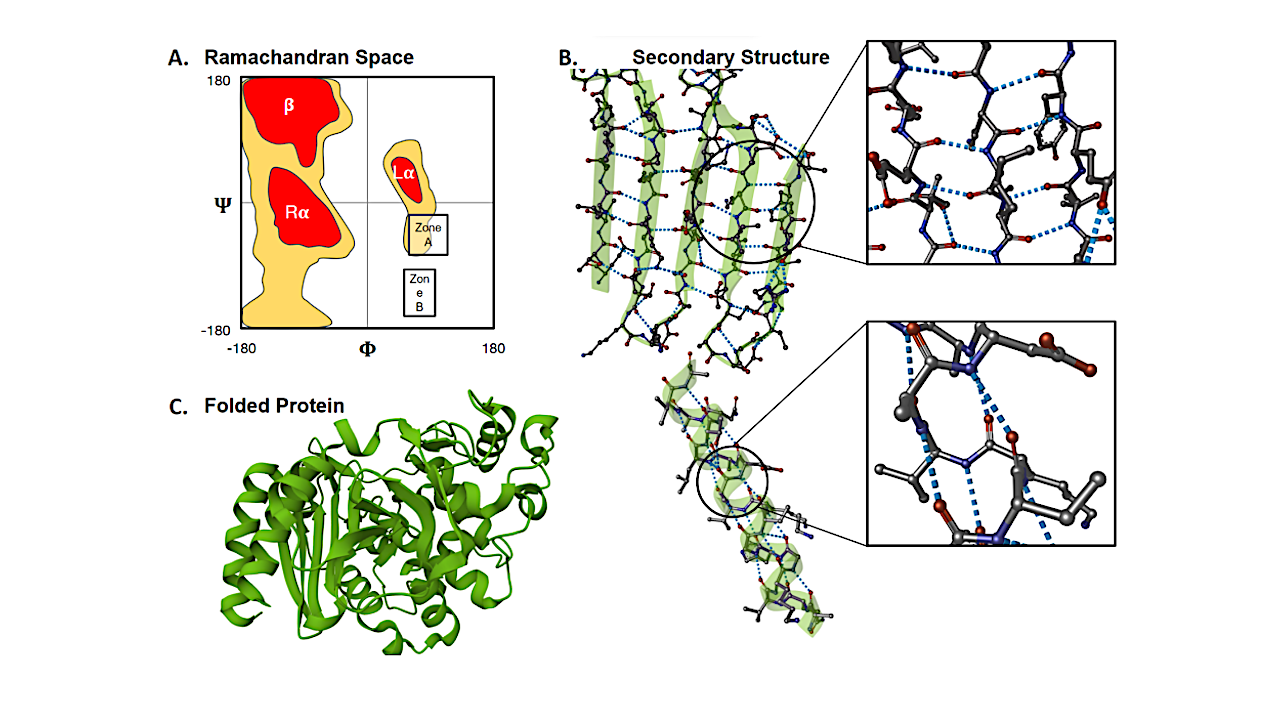 Xeno amino acids potentially change the biochemistry of protein folding (A) Combinations of peptide torsion angles (𝜙 & 𝛹: see Box 1) summarize peptide/protein secondary structure (adapted from Elsliger et al., 2012). Zones A & B are torsion-angle pairs disallowed by biophysics under strict steric considerations yet observed empirically upon careful investigation for specific combinations of side chains (discussed in Kalamankar et al., 2015). This provides one clue that the current, well-established map of secondary structure could shift or become unrecognizable if rebuilt for xeno amino acids (B) The dominant secondary structures of life on Earth, α-helices and ꞵ-sheets (first described by Linderstrøm-Lang, 1952), form and are stabilized by hydrogen bonds (blue dotted lines). These hydrogen bonds usually involve atoms in the amino acid backbone. The bonds and therefore protein structures would be obstructed or altered if peptides comprised a heterogeneous enantiomeric mixture, more than one sidechain per amino acid or longer backbones (i.e. β- γ- δ-) (C) Multiple secondary structures within a single polymerized amino acid sequence combine to form the larger, folded tertiary structure. It follows from A-C that protein structures could be unpredictably different if the fundamental building blocks (amino acids) were changed. Images were created using Mol* Viewer (Sehna et al., 2021) with PDB 4LV0 AmpC beta-lactamase in complex with m-aminophenyl boronic acid (London et al., 2014). -- q-bio.BM