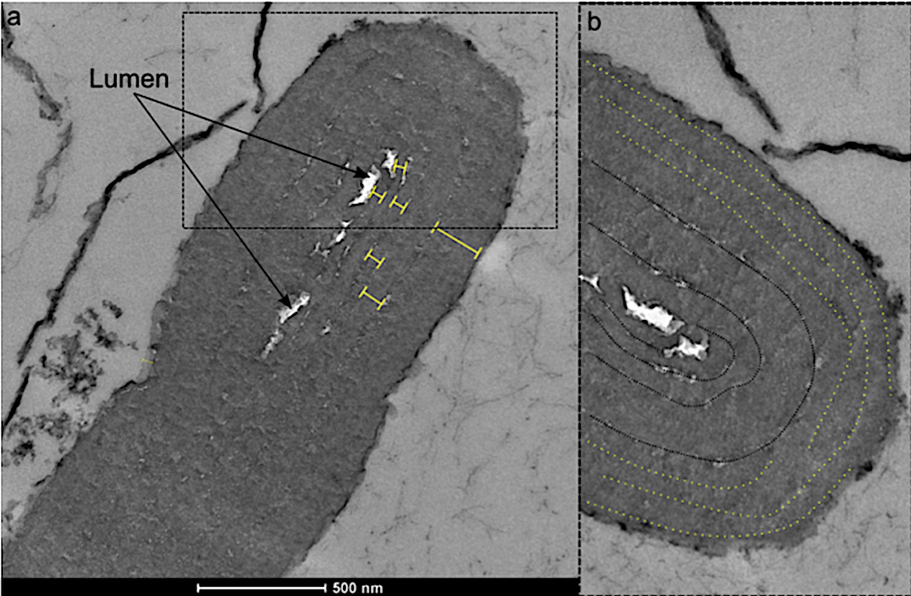 Images of microfossil specimens of Navifusa majensis. (Demoulin et al., Nature, 2024) [L] one of the microfossils with stacks of thylakoids highlighted using yellow bars [R] magnification of the end of the cell.