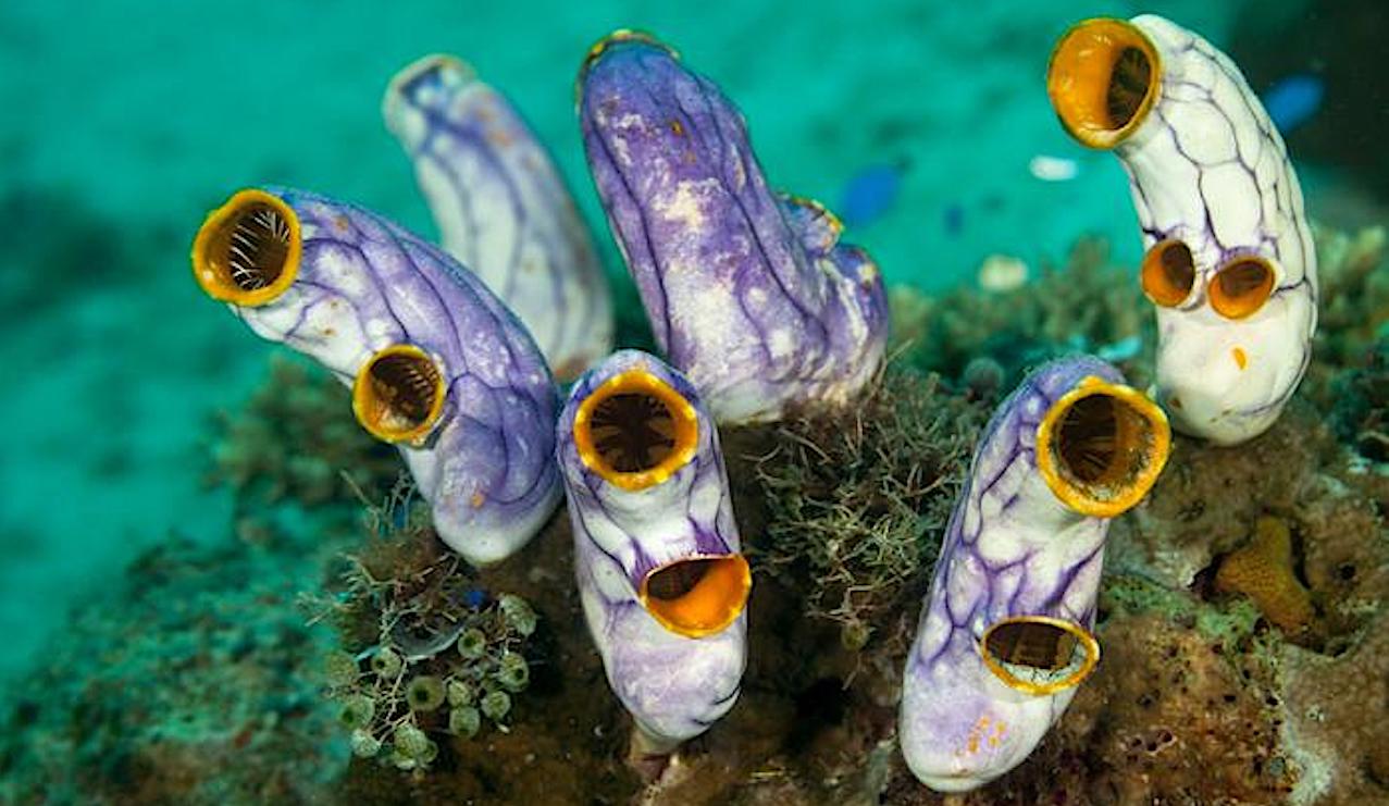 Sea squirts attached on reef. The marine organism is a great model to study developmental processes of vertebrates. CREDIT © Shutterstock/ISTA