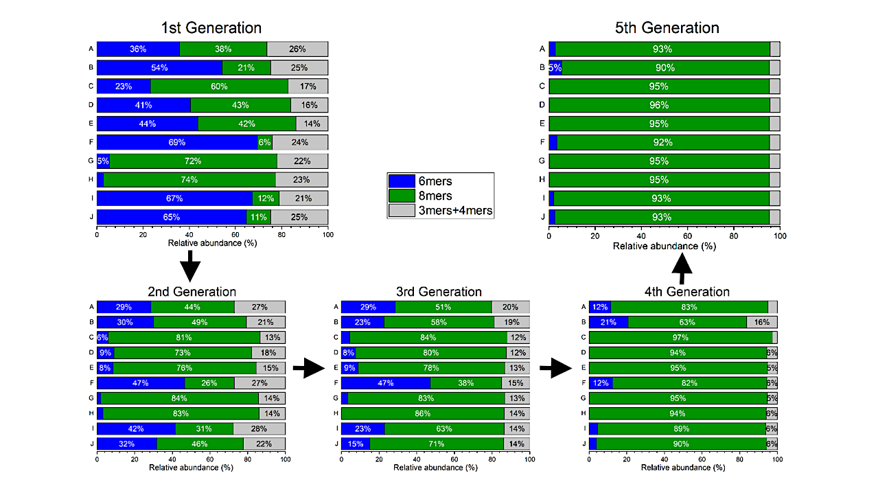 Evolution of replicator populations in system A made from equimolar amounts of 1 and 2 (1.0 mM total concentration in 25 mM B2O3-buffer, pH 8.18) in a replication-destruction regime, implemented by serial transfer. The first generation was prepared as shown in Table S1, stirred for 4 days (1200 rpm; 45 oC) and analysed by UPLC-MS. A small aliquot (10%) of each DCL was transferred to a fresh solution of 1 and 2 (oxidized to 50% disulfides) that was then also stirred for 4 days (1200 rpm; 45 oC) yielding a second generation. This process was repeated three more times to yield a total of five generations. -- chemrxiv.org