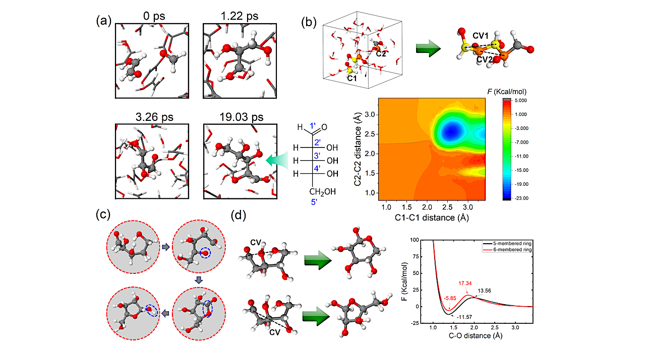 (a) Formation process of the ribose from 10 (Z)-ethene-1,2-diol, 5 formaldehyde, and 5 water under the condition of 10 GPa - 1400 K. (b) Free energy landscape for analyzing the formation process of ribose, as a function of two kinds of C-C distance as the collective variables. To better distinguish the selected carbon atoms, C1 and C2 are marked by yellow and orange colors, respectively. (c) The evolution process of the ribose from the open chain to a five-membered ring (10 GPa - 1400 K). (d) Comparison of the formation ability of five-membered ring and sixmembered ring based on the free energy calculation with the C-O distance as the collective variable. -- physics.bio-ph