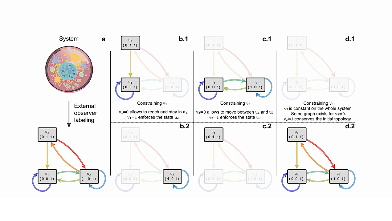 Topological alteration of a state graph. a) A system being coarse-grained and receiving arbitrary labels from an external observer. The example macrostate (u) labels are vectors of three binary-valued microstate variables denoted (v1, v2, v3). Panels b to d display the topologies of the physicallyreachable state graph after constraining a variable of the labeling vector. The nodes and edges that became inaccessible as a consequence of applying a conservation law are displayed with lighter colors. The top row corresponds to setting value 0, while the bottom row corresponds to setting the variable to 1. b) Constraining variable v1. On the one hand (b.1), a conservation law for v1 = 0 leads the system to state u1. On the other hand (b.2), with v1 = 1, the system cannot escape from u2. c) Constraining variable v1. In the case v1 = 1 in c.2), the graph is restricted to u3 and has no possible transitions. The node does exist under a conservation law setting v1 to 1 but there is no way to reach this node due to the topology of the unconstrained graph. d) Constraining variable v3. This variable is constant and equal to 1 in the unconstrained graph in a), so a conservation law setting v3 = 0 such as in panel d.1 is meaningless for this case. -- physics.bio-ph