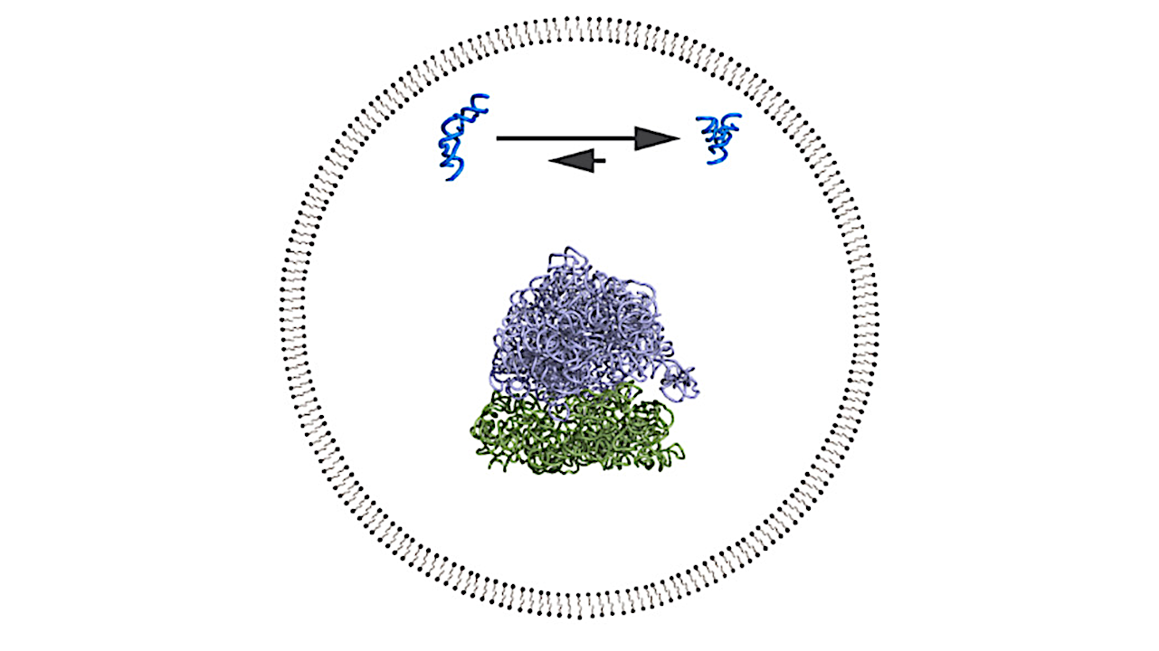 Protocell -- PubMed