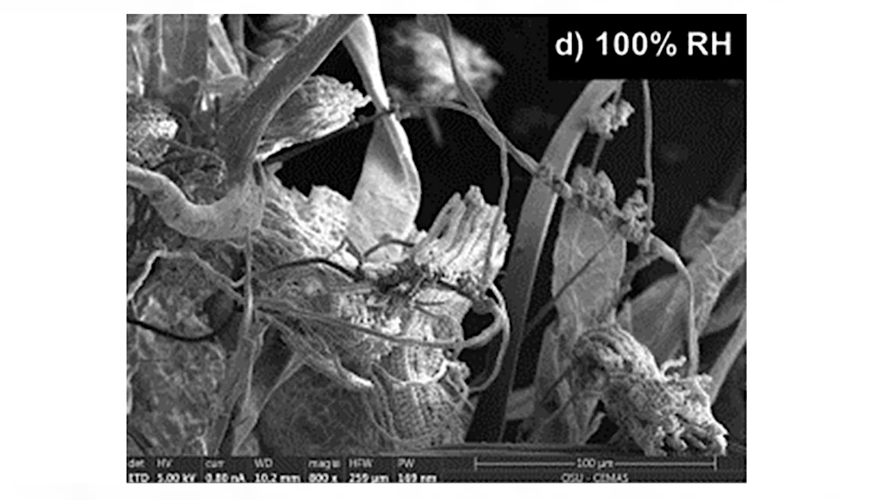 Scanning electron microscopy (SEM) image of ISS dust larger image -- Microbiome