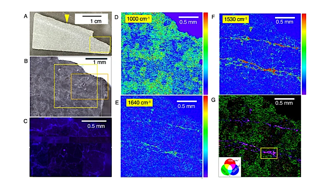 Characterization of a section from the fracture surface to the rock interior. A Photo of the section with a yellow arrow pointing to the fracture surface. B Microscopic image of a region of the section highlighted in a yellow rectangle in A. C Fluorescence microscopy image of the region highlighted by orange rectangle in B. Intensity maps of the section at 1000 cm−1 (D), 1530 cm−1 (E), and 1640 cm−1 (F) obtained by optical photothermal infrared (O-PTIR) spectroscopy. The intensity maps were obtained from the area highlighted with a yellow square in B. G RGB color synthesis of the three intensity maps. A yellow rectangle in G indicates an area where the intensity maps for RGB color synthesis are obtained in Fig. 5A -- Springer Nature
