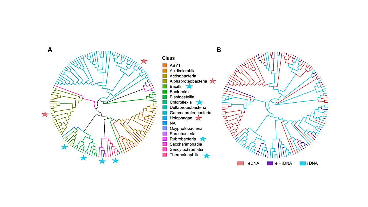 (A and B) Circular phylogenetic tree of the microbial community composition exemplarily for the surface layer (0–5 cm depth) in Yungay (0.1% abundance); color codes reflect microbial classes (A). Clades unique to the e- or iDNA are shown in (B). Additionally, red and blue stars indicated predominate eDNA and iDNA clades in (A). NA means no taxonomic class. -- Applied and Environmental Microbiology