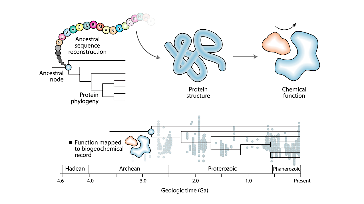 Historical molecular sequences, which can be reconstructed via genomic and phylogenetic tools, can yield experimentally verified insights into ancient protein structure and chemical function. Function can then be mapped to independent biogeochemical records of life (78; 115). -- q-bio.PE