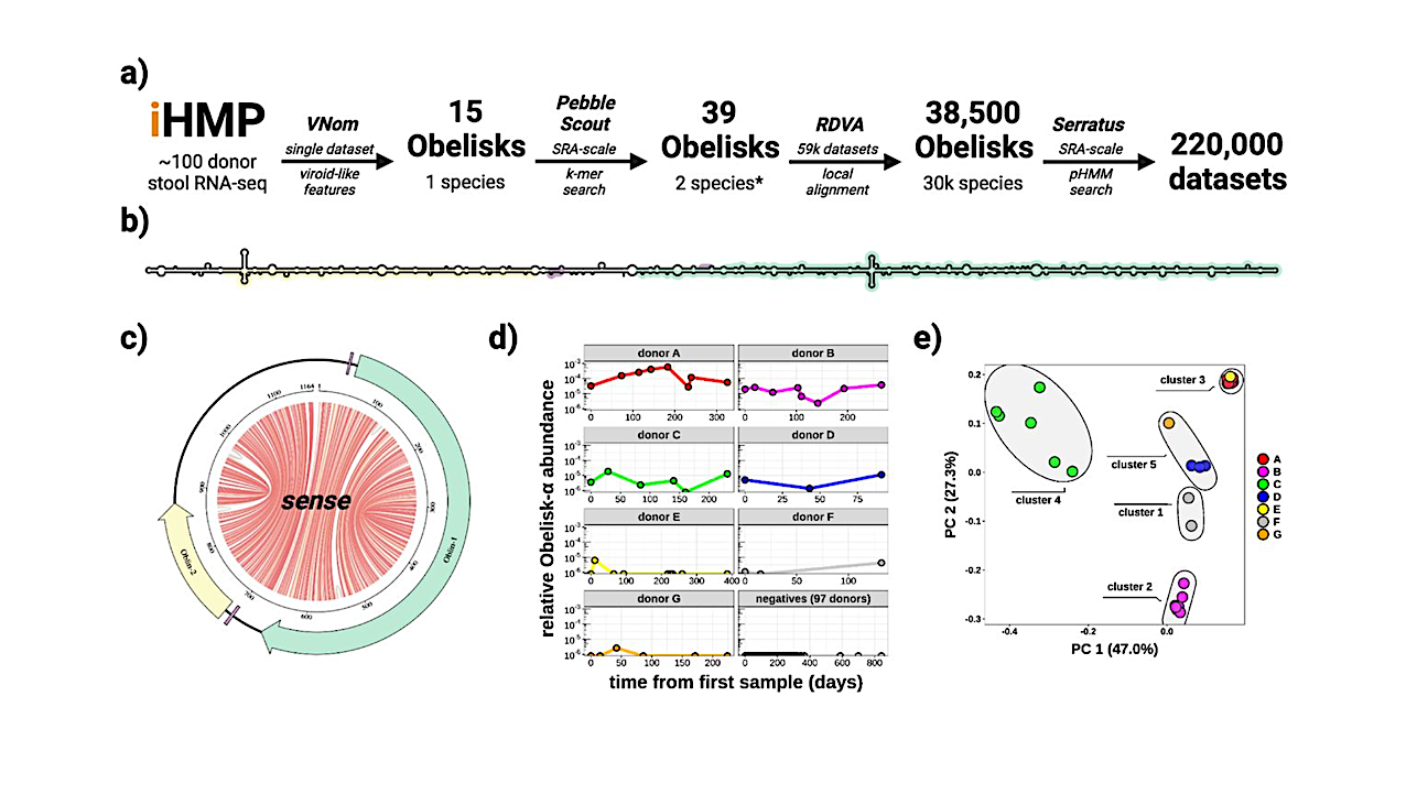 Obelisk alpha has a predicted extensive secondary structure and appears to colonise