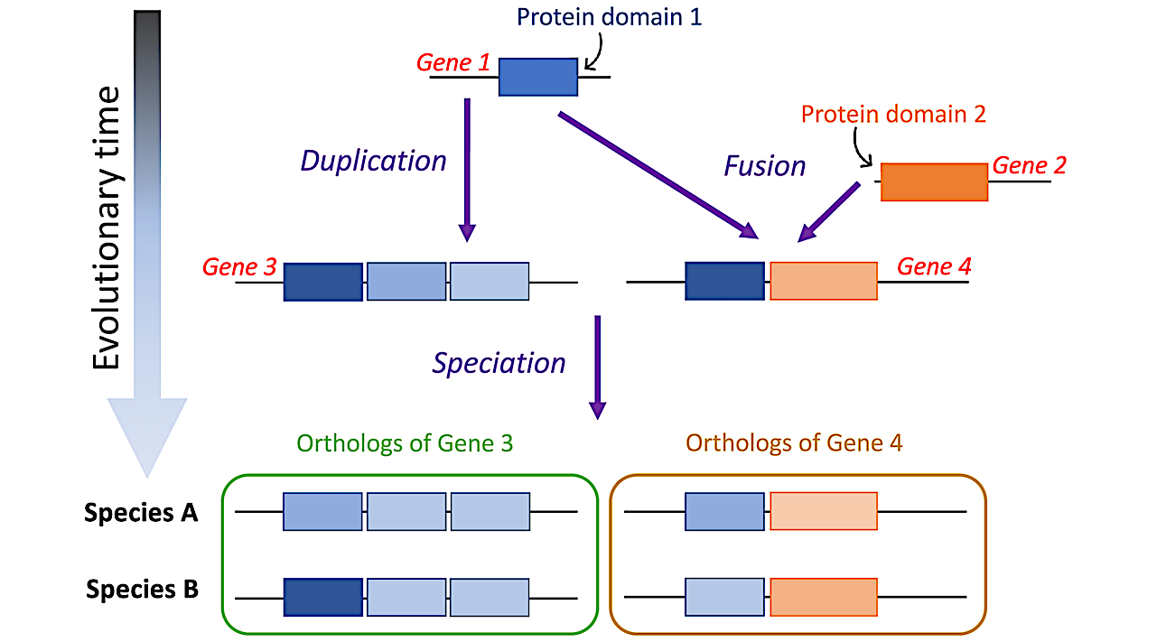 The evolutionary history of a protein domain may date back further in time than that of the whole-gene ortholog that it is part of. Multidomain genes 3 and 4 originated around the same time. However, they are made up of two protein domains (blue and orange boxes) that emerged and diverged at different points in time—domain 1 is older than domain 2. -- PNAS