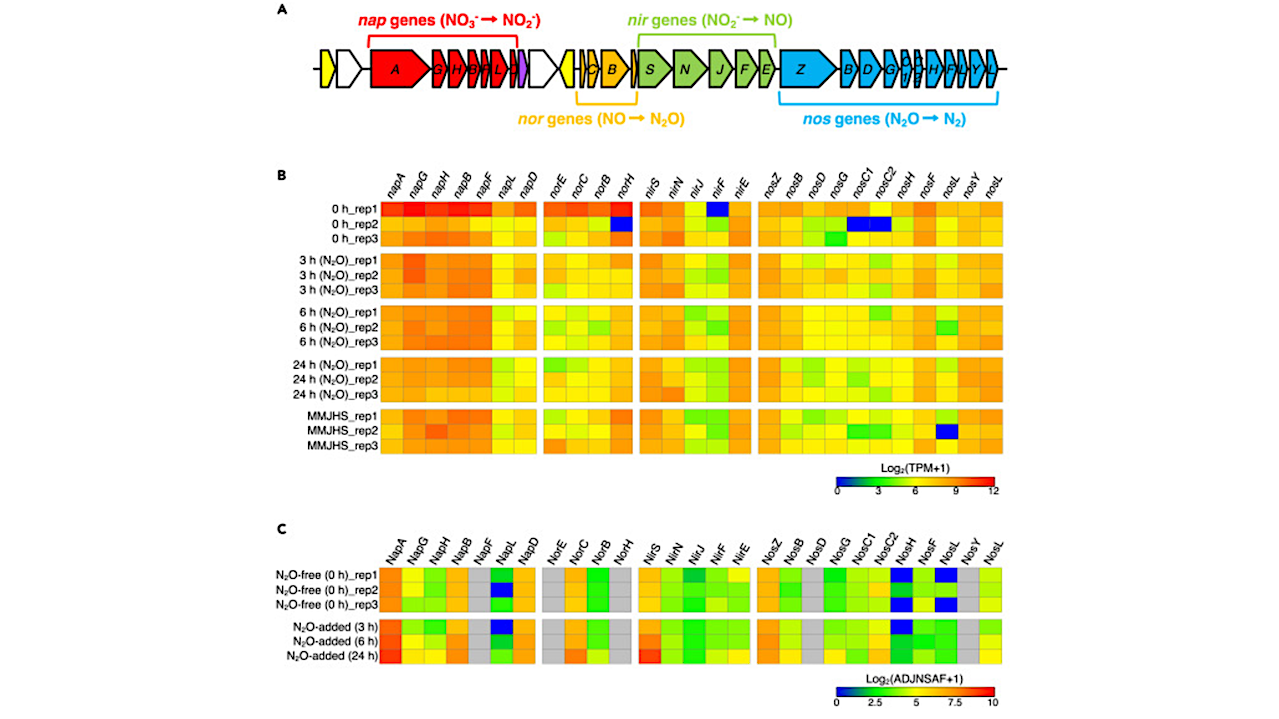 Schematic structure of denitrification genes in HRV44T and their gene and protein expression levels -- iScience