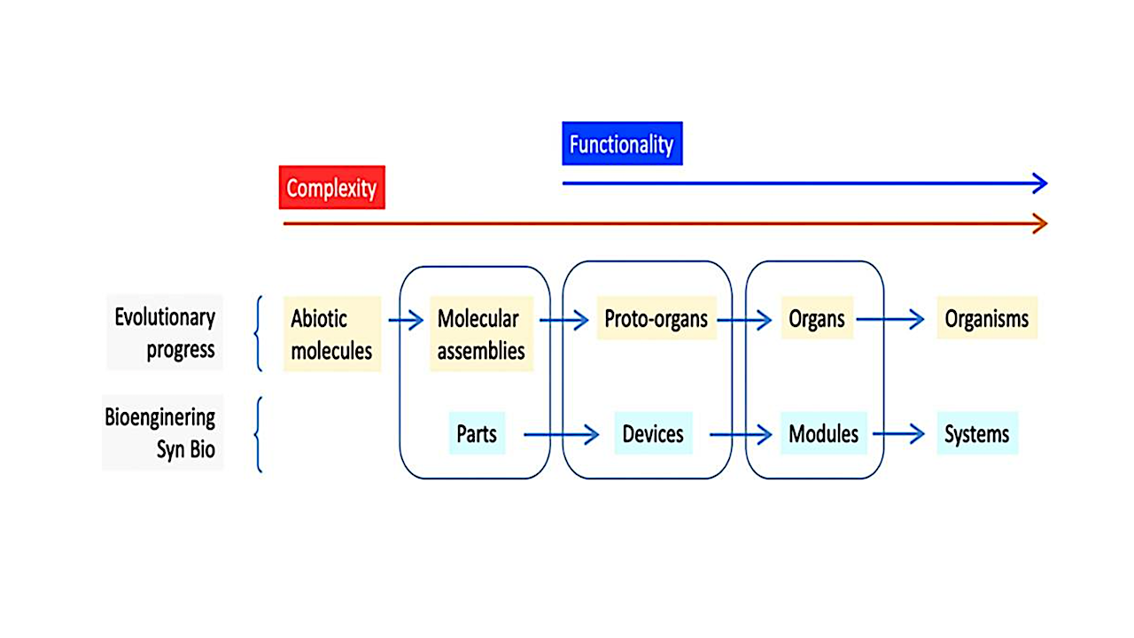 Equivalences between categories in naturally occurring Biological Evolution and the stepwise abstraction hierarchy of synthetic biology based on Andrianantoandro et al. (2006). Note the match among the three central classes but the divergence at the left and right sides. Genuine biological functionality starts in proto-organs/devices, although it is preceded by the accumulation or capture of molecular assemblies/parts of lower complexity. Note that in certain cases, organisms might become organs as in the case of mitochondria, and probably systems can act as modules of a higher level system. -- Microlife via PubMed