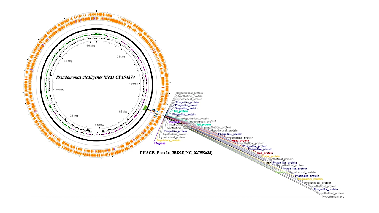Circular genomic map of Med1 obtained from PHASTEST. -- Scientific Reports Agência FAPESP