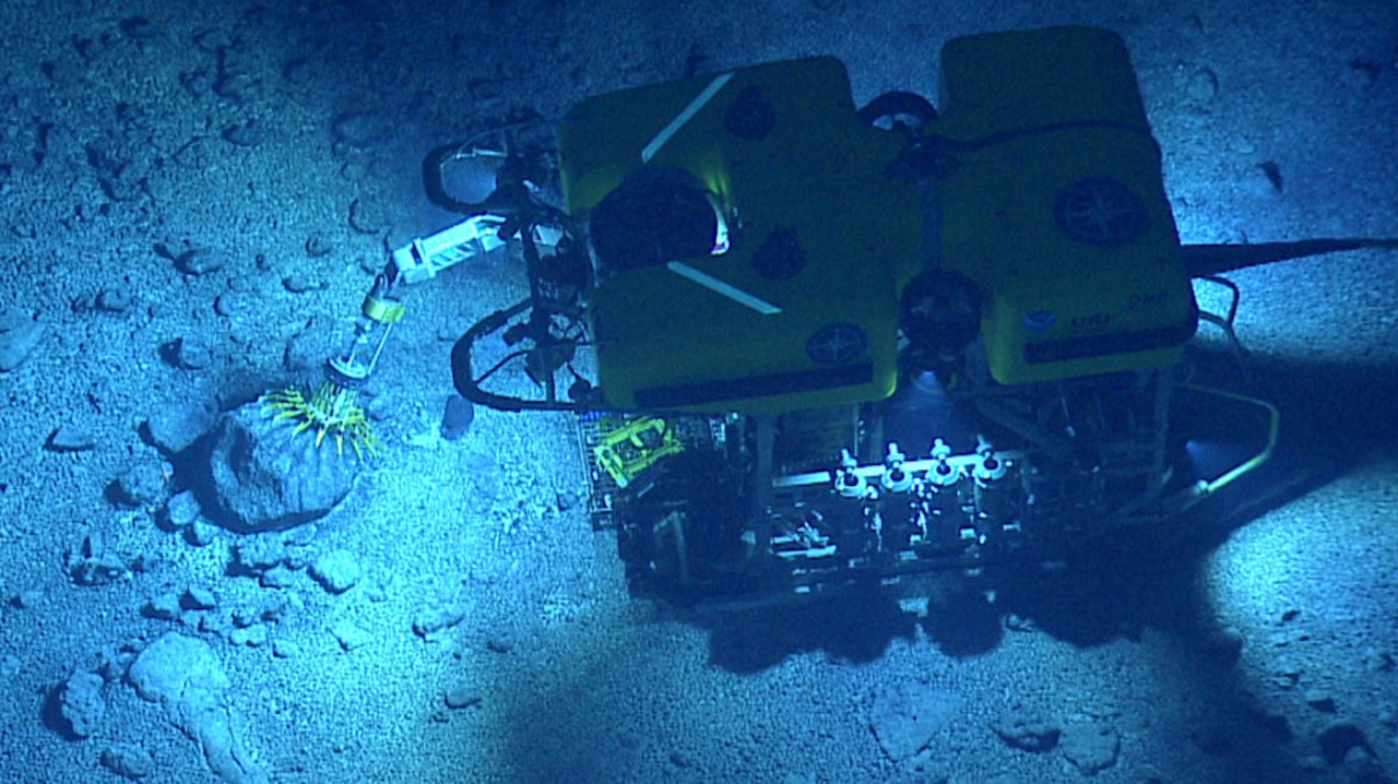 ROV Hercules collecting a specimen during a dive. Image by Ocean Exploration Trust