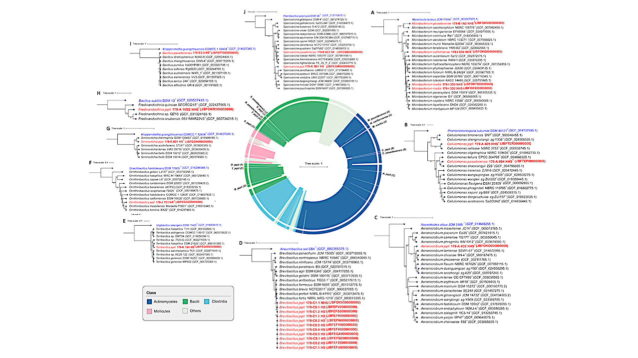 The phylogenetic placement of novel bacterial taxa identified in this study. Phylogenetic trees (A-J) were constructed using a set of available marker sequences. The central tree of life indicates the position of novel species in the bacterial tree of life. Novel species and the outgroups are highlighted in red and blue, respectively, and their corresponding NCBI accessions are provided. biorxiv.org