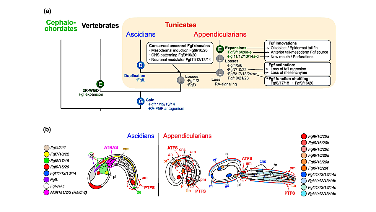 Evolutionary scenario of Fgf subfamilies in chordates. a) Evolutionary tree of chordate subphyla indicating main events of losses (L), gains (G), duplications (D), or expansions by burst of duplications (E), as well as main associated patterns of conservation, innovation, function shuffling and extinction of Fgf expression domains. -- Animals