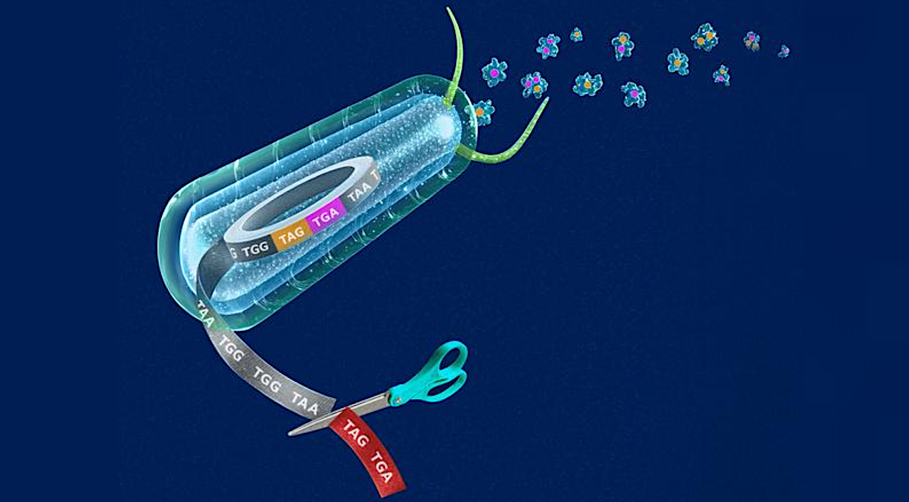 A codon, a sequence of three nucleotides in DNA and RNA that codes for a specific amino acid, acts like an “instruction manual” for protein synthesis, telling the cell which of the 20 natural amino acids to add to a growing protein chain — or, in the case of the three “stop” codons (known as TAG, TGA, and TAA), signaling the termination of protein synthesis. Yale scientists recoded a cell to have a single, non-degenerative TAA codon. The newly “free” TGA and TAG codons have been reassigned to encode nonstandard amino acids into synthetic proteins that possess new chemistries with innumerable applications. Credit Yale University / Michael S. Helfenbein