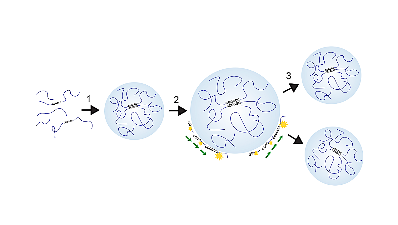 Proposed mechanism of compartmentalization and self-replication via an RNA condensate: (1) condensation, (2) RNA-templated polymerization (green arrows) and growth, and (3) division. -- q-bio.BM