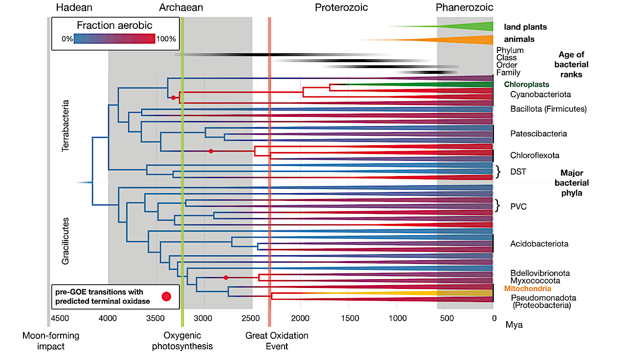 An integrated approach to date bacterial evolution and reconstruct the history of oxygen adaptation. We inferred a bacterial timetree by integrating genomic, fossil, and geochemical data and linking oxygen tolerance and aerobic metabolism to the GOE. Colors denote anaerobic (blue) and aerobic (red) states, whereas shades of purple show the fraction of aerobic lineages within extant bacterial phyla. Mitochondria and plastids were included to leverage the more extensive eukaryotic fossils. Land plants and animals are indicated for temporal comparison. -- Science
