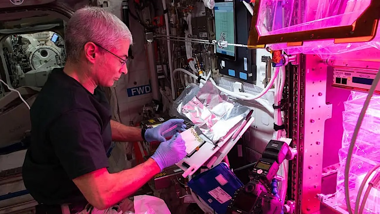 NASA astronaut and Expedition 65 Flight Engineer Mark Vande Hei harvests plants growing in petri plates inside the Veggie facility for the APEX-7 (Advanced Plant Experiment-07) space botany study. iss065e147928 (June 26, 2021) -- NASA