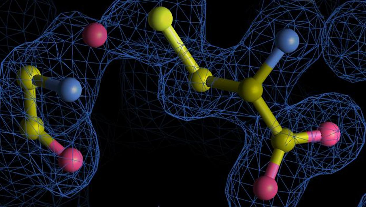Representation of a newly discovered nitrogen-oxygen-sulphur, known as NOS, link (blue: nitrogen, red: oxygen, yellow: sulphur) between the amino acids glycine and cysteine within an enzyme - Credit Sophia Bazzi (structural data from the Protein Data Bank, visualization using Coot software)