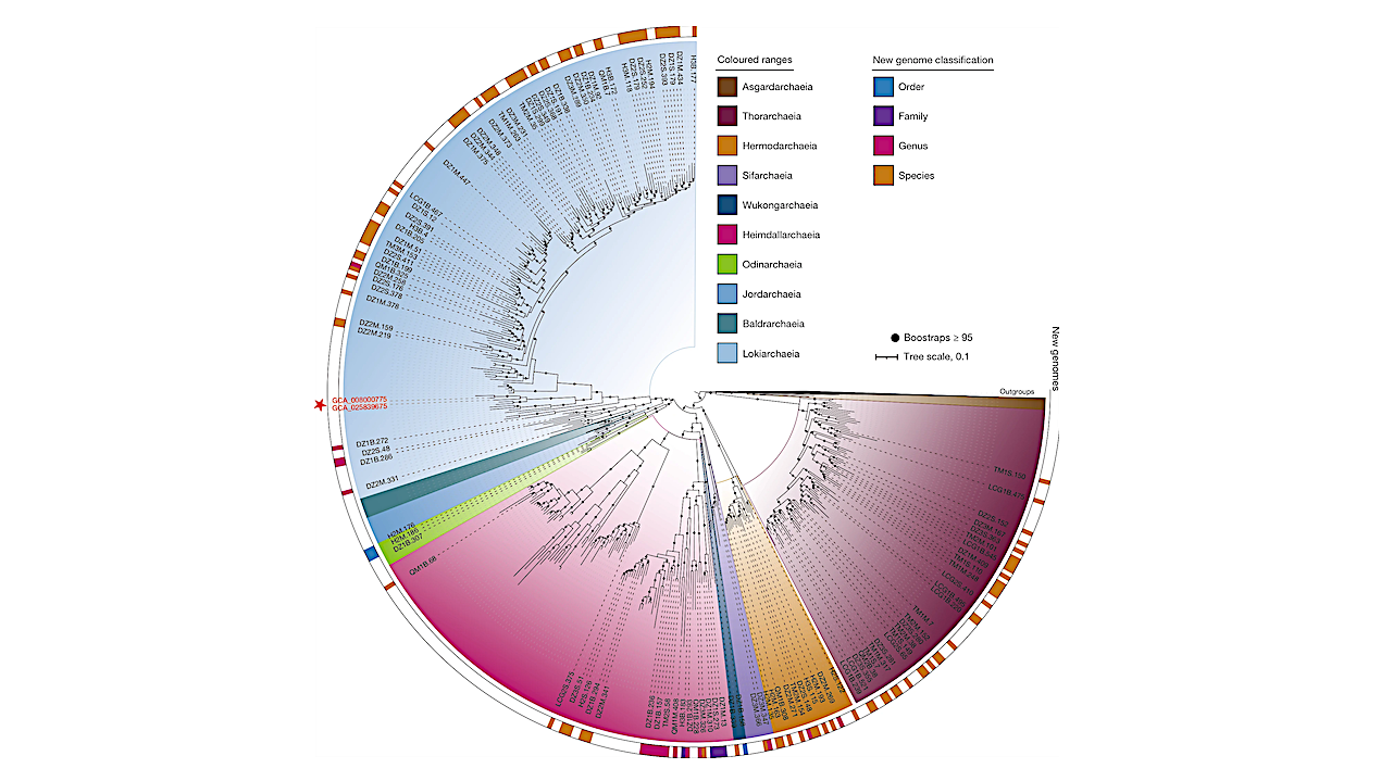 ML tree inferred using IQ-TREE under the LG + C60 + F + G + PMSF model, based on a set of 579 archaeal taxa (411 Asgard archaea, 51 DPANN archaea, 47 Euryarchaea and 70 representatives of TACK archaea). Only Asgard archaeal lineages are shown in the tree. Two cultured Asgard archaeal strains are highlighted with a red star. Newly identified genomes in this study are displayed by coloured bars in the outermost ring. Bootstrap support values of at least 95% are represented by black dots. The scale bar denotes the average expected number of substitutions per site. -- Nature via PubMed
