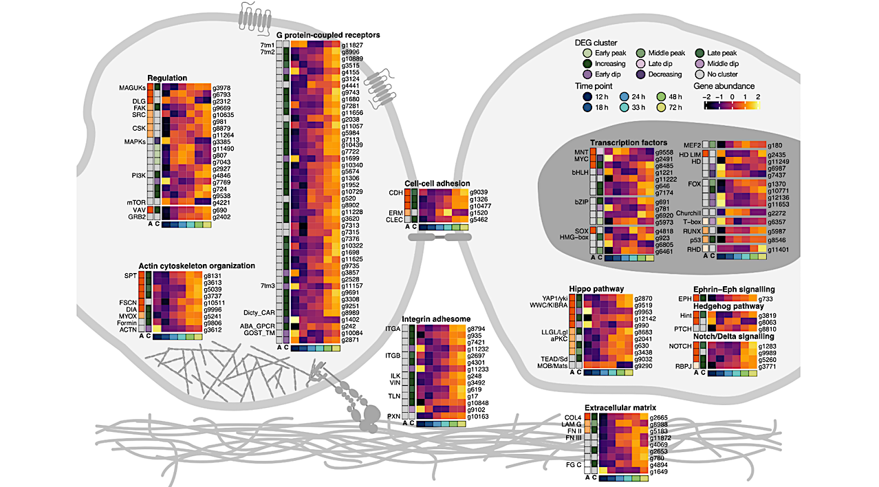 Key animal multicellularity genes are expressed during M. vibrans aggregation. -- biorxiv.org
