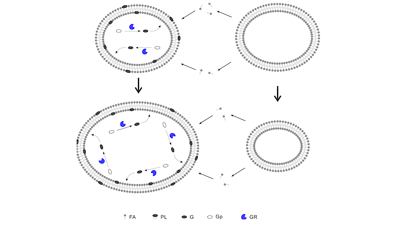 Legends: FA—fatty acid; PL—phospholipid (i.e., phosphatidic acid here); G—glycerophosphate; Gp—glycerophosphate precursor (e.g., glycerol); GR—glycerophosphate-synthetase ribozyme (here representing the ribozyme favoring the synthesis of phospholipids). The glycerophosphates produced through the catalysis of GR may reach the membrane and non-enzymatically react with fatty acids therein to form phosphatidic acids (the phospholipid molecules synthesized on the inner layer of the membrane may flip to the outer layer). The formation of phospholipids on the membrane would prevent fatty acids from leaving the membrane to a certain extent, which results in a net inflow of fatty acids in the lipid competition. With the growth of the membrane, the number of GR within the protocell may increase as a result of RNA replication. -- PLoS