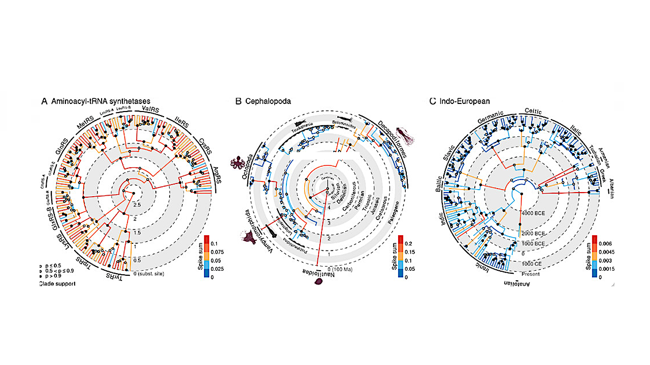 Phylogenies inferred under the gradual+abrupt clock model. The three-point estimates summarize their respective tree posterior distributions using the conditional clade distribution 0 method [57]. Median estimates of branch spike sums are shown. -- Proceedings of the Royal Society B