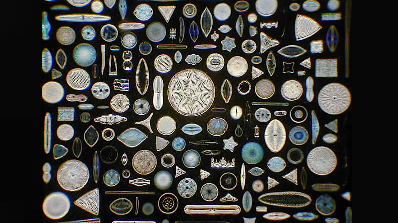 Diatoms - JOIDES Resolution