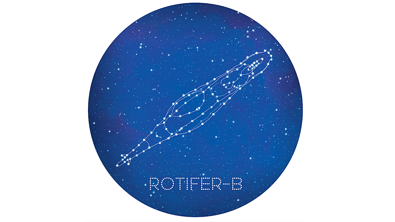 Rotifer-B2