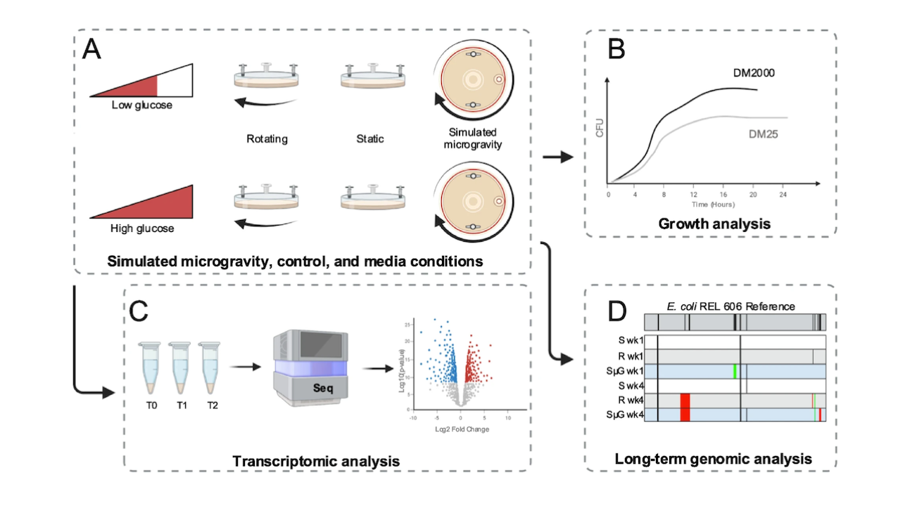 Schematic of project design. A E. coli REL606 strains were grown in High Aspect Ratio Vessels (HARV) on Rotating Wall Vessels (RWV) for simulated microgravity (SµG) and rotating (R) control in addition to immobile static (S) control. Each growth condition was assayed in glucose-limited (DM25) and glucose-replete (DM2000) media. B In a short-term culture study, the growth analysis of SµG, R, and S cultures in both media types was conducted. C Also in this short-term study, samples were collected at time of inoculation (T0), at 4.5 h post inoculation in DM25 and 6.5 h post inoculation in DM2000 (T1), and 24 h post inoculation (T2) for each condition for RNAseq and differential gene expression analysis. D In a follow-on long-term culture study, samples were passaged each day for 28 days. Samples from every 7th day of culture were subjected to whole genome sequencing to assay the genomic alterations for each growth condition. Created with BioRender.com -- BMC Microbiology