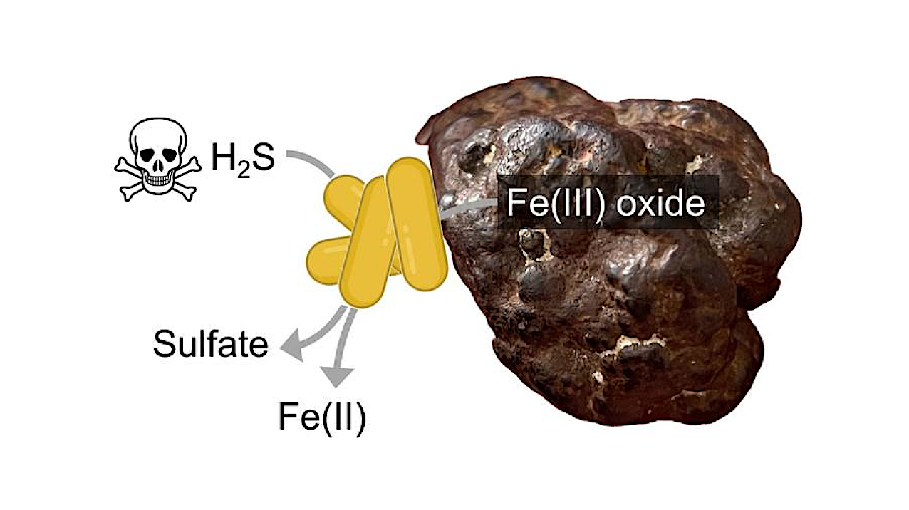 Scheme of MISO bacteria on an iron(III) oxide mineral particle. Credit Alexander Loy