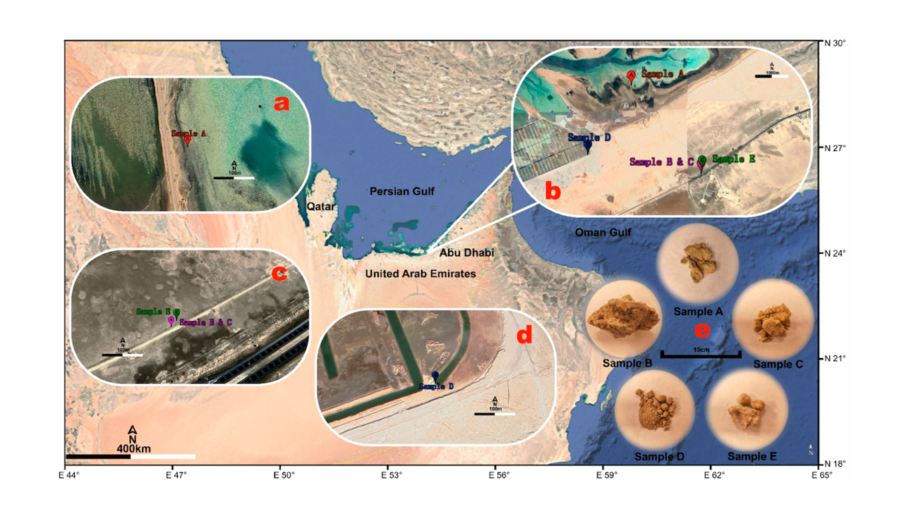 Distribution of sample locations across sabkha units of different ages along the northern coast of the United Arab Emirates. (a) Sampling locations at various outcrops, including Sample A from modern deposits and Samples B and C from a young sabkha terrace. (b) Detailed view of the sampling site for Sample A in the modern sabkha. (c) Image of the lower sabkha terrace where Samples B and C were collected, along with the location of Sample E, which was obtained from a precipitated brine in modern sabkha waters. (d) Upper sabkha terrace showing the sampling site for Sample D. (e) Overview of the five analyzed samples used for protein studies. International Journal of Molecular Sciences via PubMed