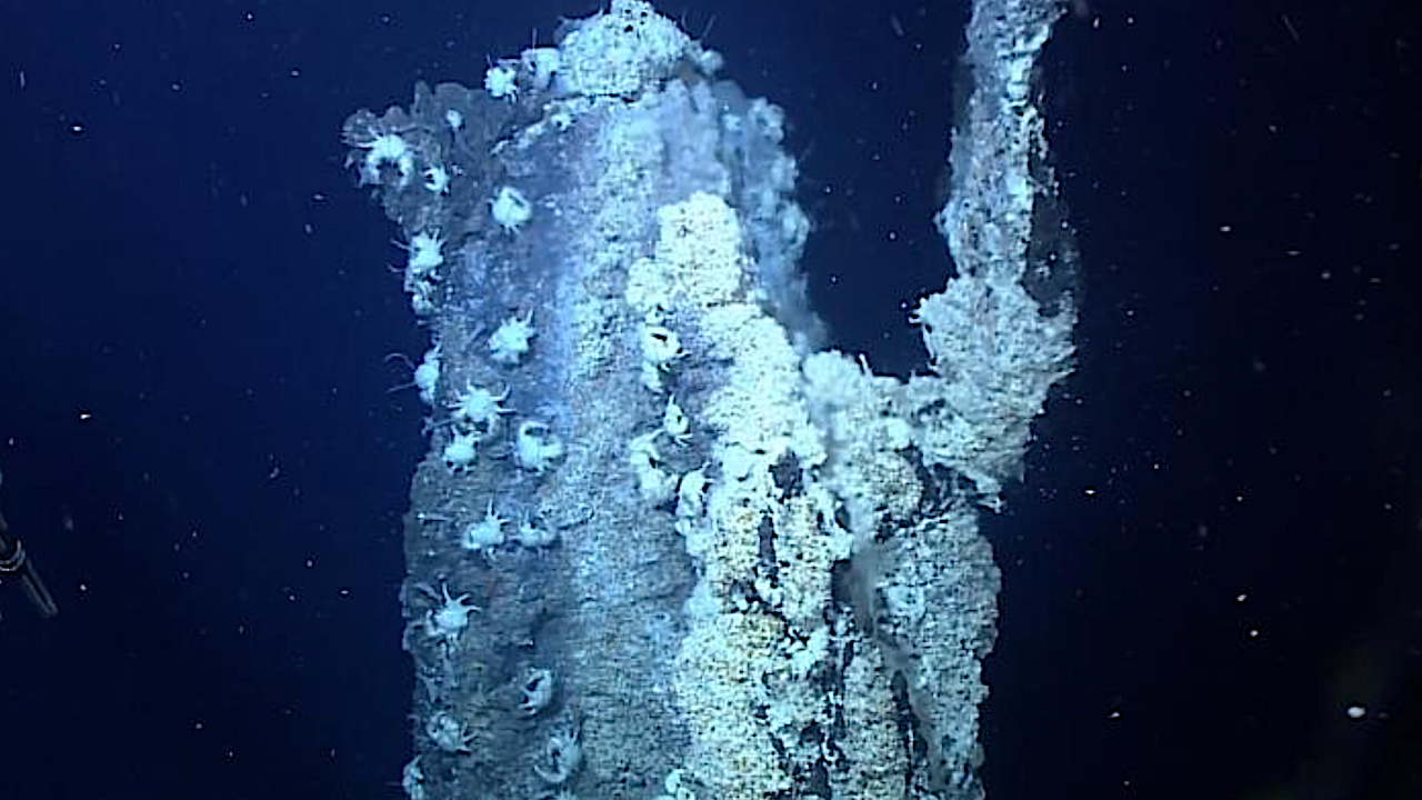 Image of the alvinellid worm, Paralvinella hessleri. A P. hessleri colonized hydrothermal vent in Iheya north hydrothermal field. The vent fauna showed apparent variation along the environmental gradients. The areas close to hydrothermal venting were covered with white mucus matt (P. hessleri colonies). The squad lobsters Shinkaia crosnieri occupied the areas surrounding the P. hessleri colonies. Bathymodiolinae mussels stayed further away. Credit Wang H, et al., 2025, PLOS Biology, CC-BY 4.0 (https://creativecommons.org/licenses/by/4.0/)