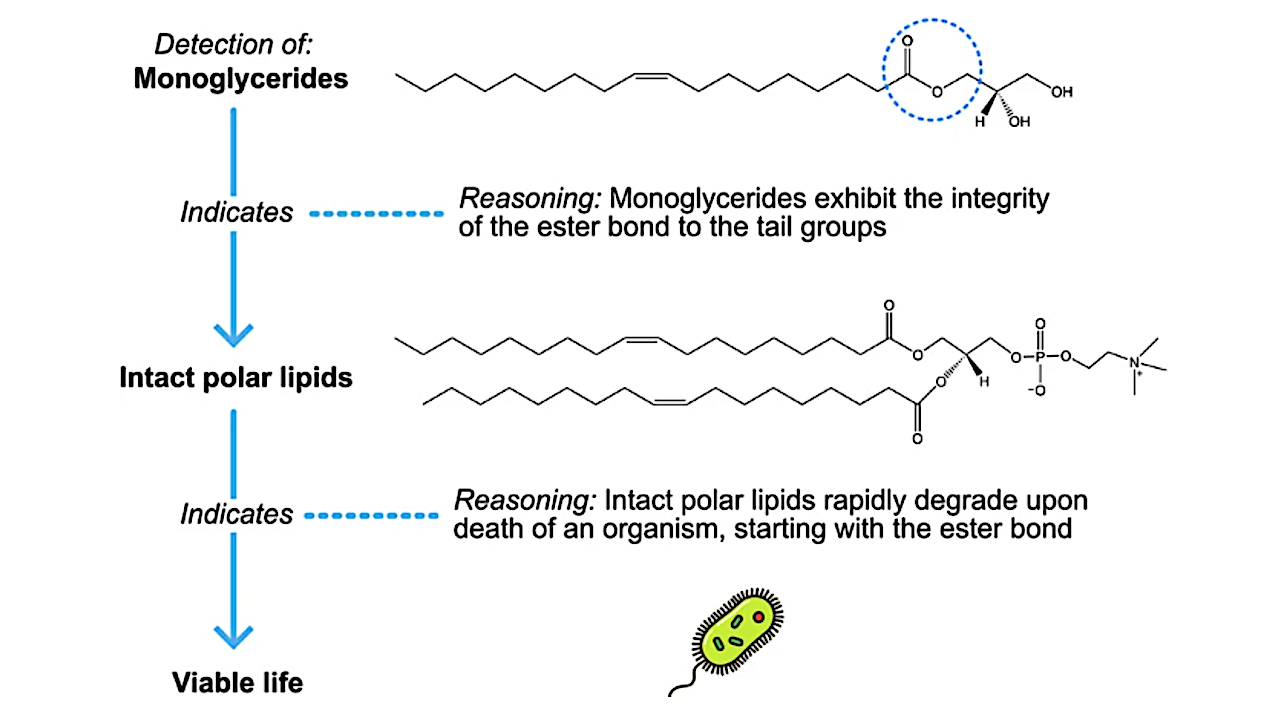 The generalised reasoning for the detection of a monoglyceride in the pyrolysis of a sample as evidence for the presence of viable life. -- NPJ Space Exploration