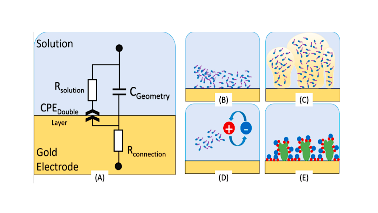 (A) Equivalent complex circuit model of an electrode-electrolyte electrochemical impedimetric cell containing microorganisms and biofilm. Bacteria contribute to different mechanisms at the interface and bulk solution in an electrochemical cell. (B) bacteria in close contact with the surface contributing to the double-layer capacitance. (C) extracellular polymeric substance (EPS) production contributing to the double-layer capacitance. (D) planktonic growth contributing to the bulk solution resistance. (E) proteins and macromolecules adsorption onto the electrode surface contribute to changes in the double-layer capacitance (Image Credit: Matt McGlennen, CBE) via PubMed.