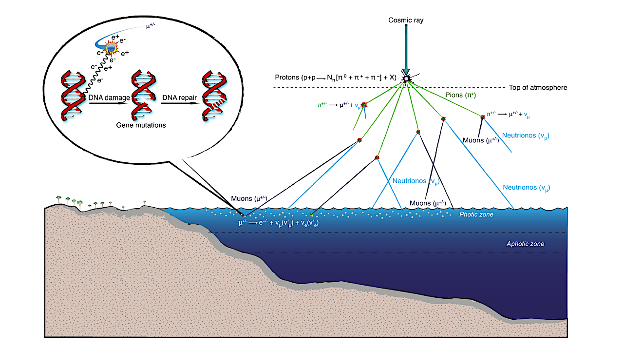 Visualization of some of the effects of cosmic rays on the DNA of microorganisms and a simplified theory of the process of the double-strand break DNA repair mechanism which causes frequent gene mutations. -- astro-ph.HE