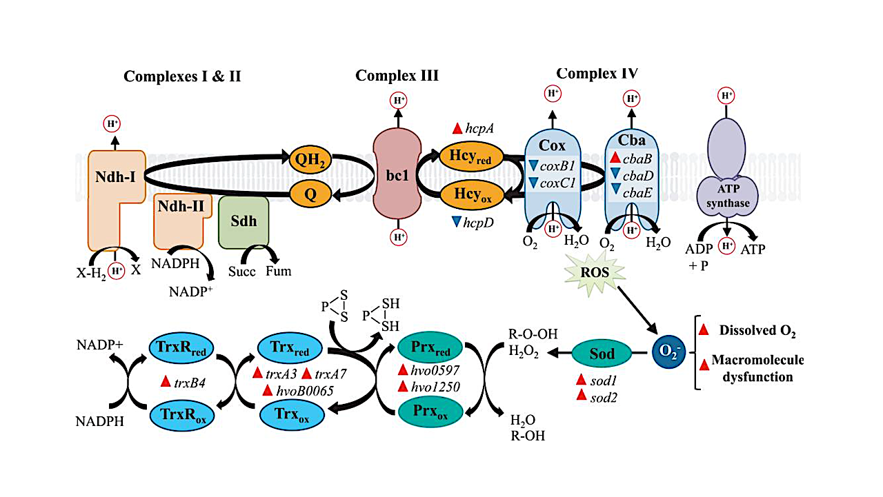 Perchlorate affects the expression of genes involved in ETC, oxidative phosphorylation, and removal of oxidative species. Gene names of DEGs belonging to those processes are shown. Expression changes of DEGs are indicated with red (upregulated) or blue (downregulated) triangles next to gene names. NDH: NAD(P)H dehydrogenase; Sdh: succinate dehydrogenase; Q: quinone; bc1: cytochrome bc1 complex; Hcy: halocyanine; Cox: cytochrome c oxidase; Cba: ba3 cytochrome c oxidase; ROS: reactive oxidative species; Sod: superoxide dismutase; Prx: peroxiredoxin; Trx: thioredoxin. -- Genetics and Molecular Biology via PubMed