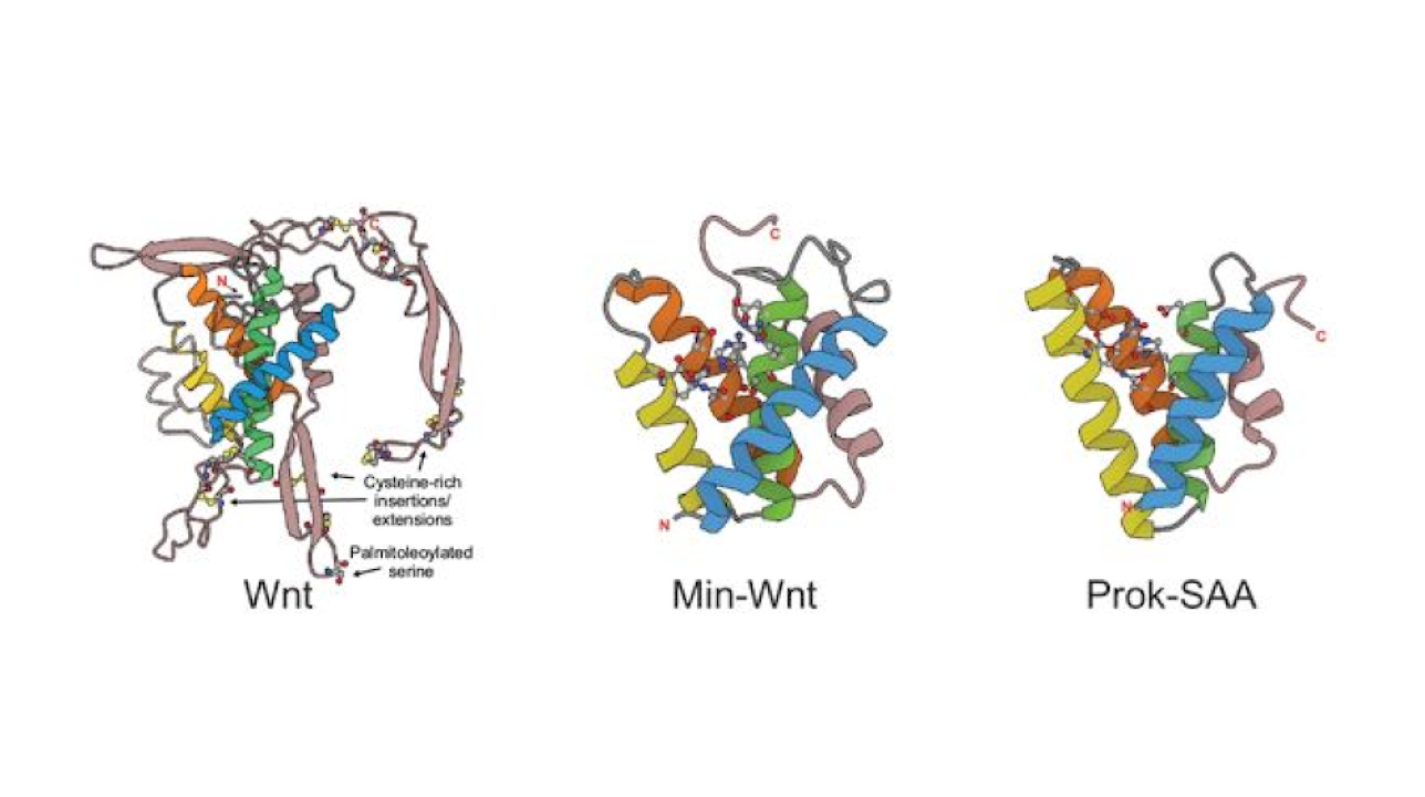 The four helices conserved across the Lipocone superfamily constitute a cone-like structure, with the helices tending to coalesce on one end and open out into a pocket on the other, lined by the conserved sequence positions. Image credit: Burroughs, Nicastro and L. Aravind (CC BY 4.0)