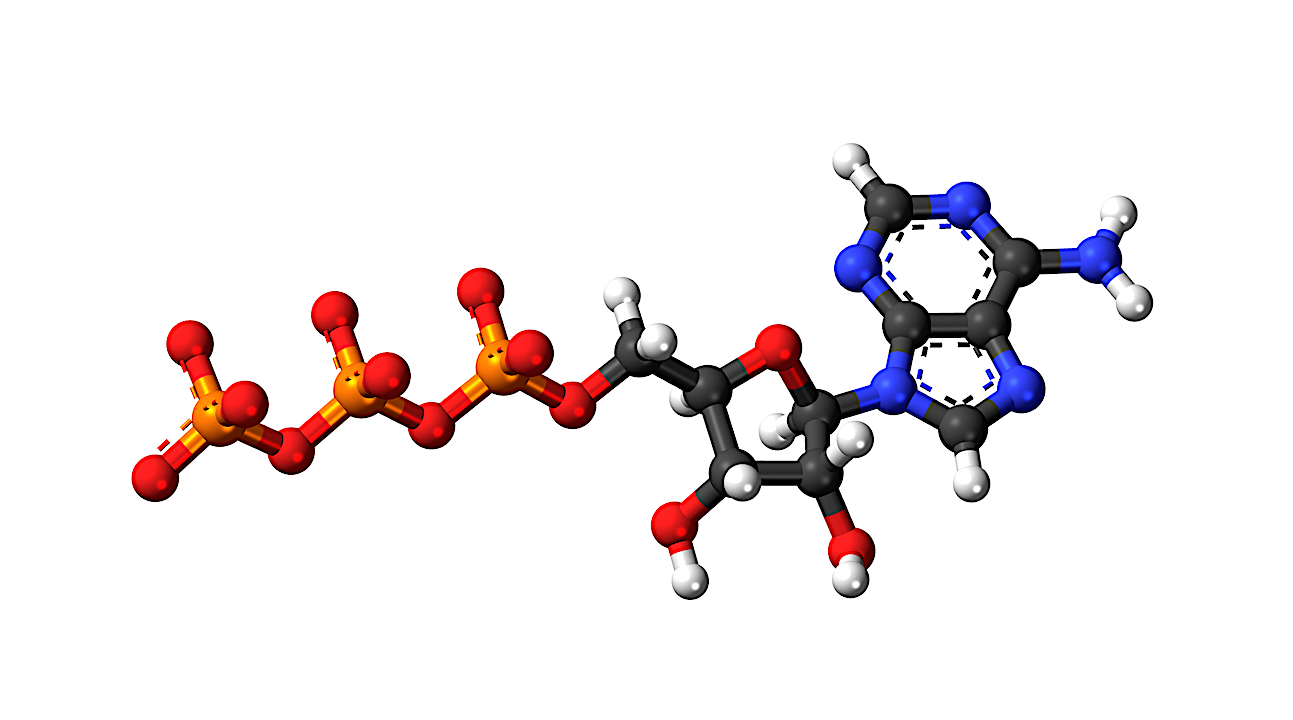 Adenosine TriPhosphate (ATP) -- Wikipedia