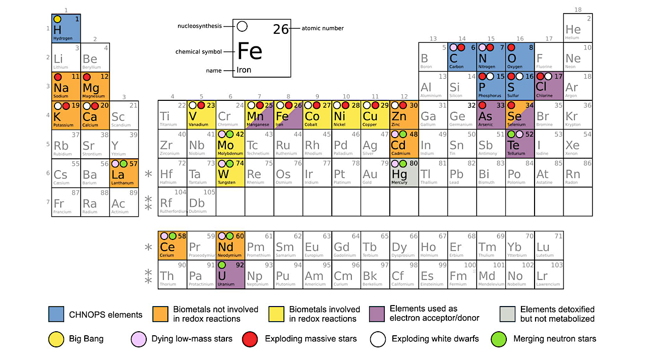 Periodic table of elements and their nucleosynthesis. Biological utilisation of the elements and biometals (in orange and yellow) and their nucleosynthesis processes in the Universe are indicated. CHNOPS elements and elements used as electron donors/acceptors by biology are also reported. Iron and Manganese are the only biometals that not only serve as cofactors, but might also be used as metabolic substrates for redox reactions. -- astro-ph.EP