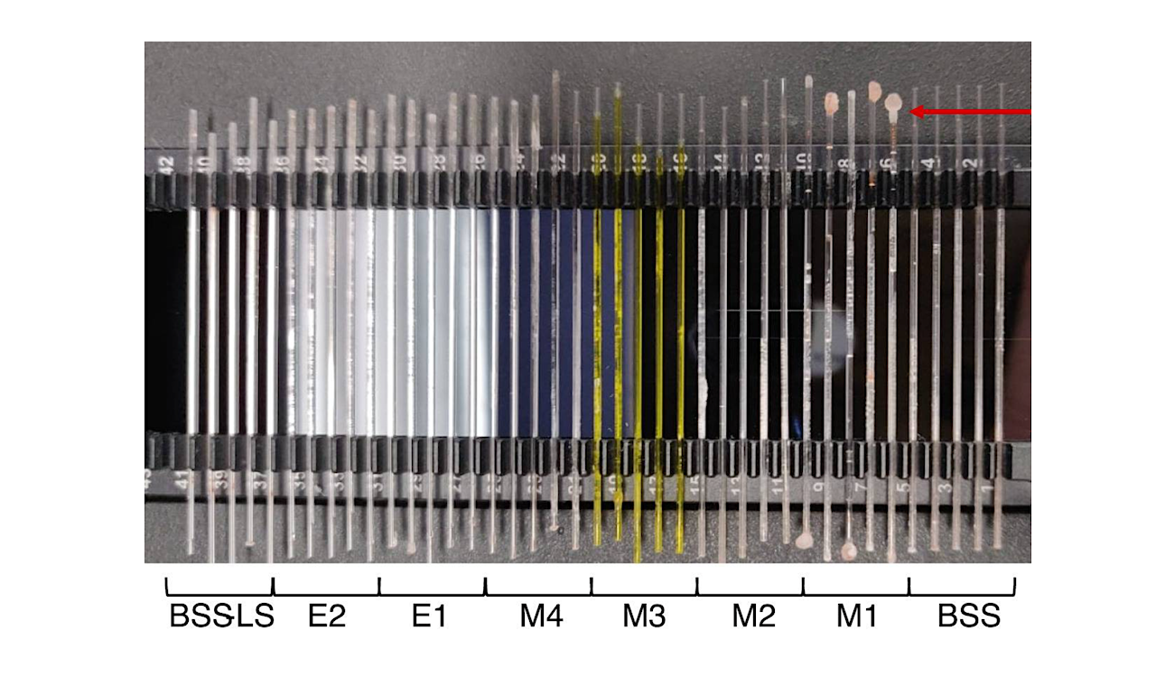 Nano-DSF glass capillaries filled with different brines. Crystallisation processes can be observed at the extremities of the capillaries. The red arrow indicates extensive crystallisation at the extremity of the capillaries containing the M1 brine. However, crystallisation was not limited to the M1 brine but to all of them. It could be observed both at the extremities and within the capillaries. -- Science Reports via PubMed