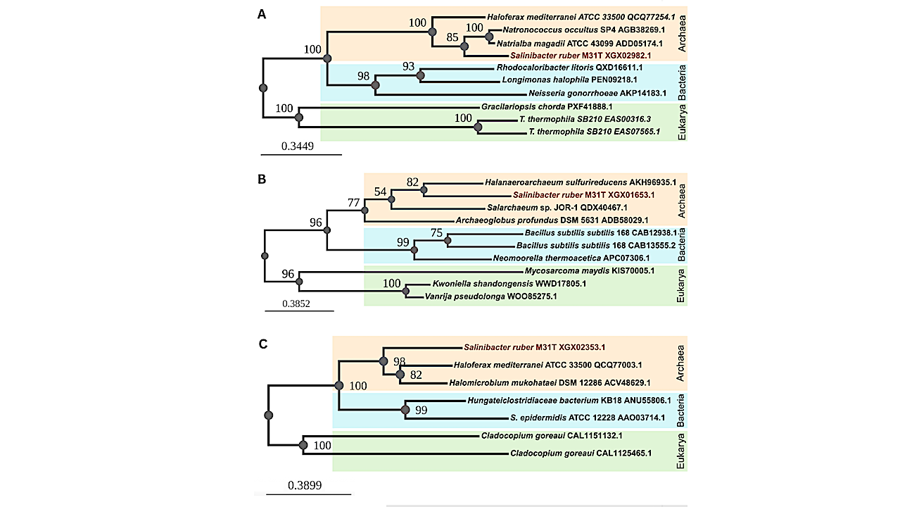 Maximum likelihood phylogenetic trees of the S. ruber M31T-predicted proteins with an archaeal evolutionary history potentially acquired by horizontal gene transfer