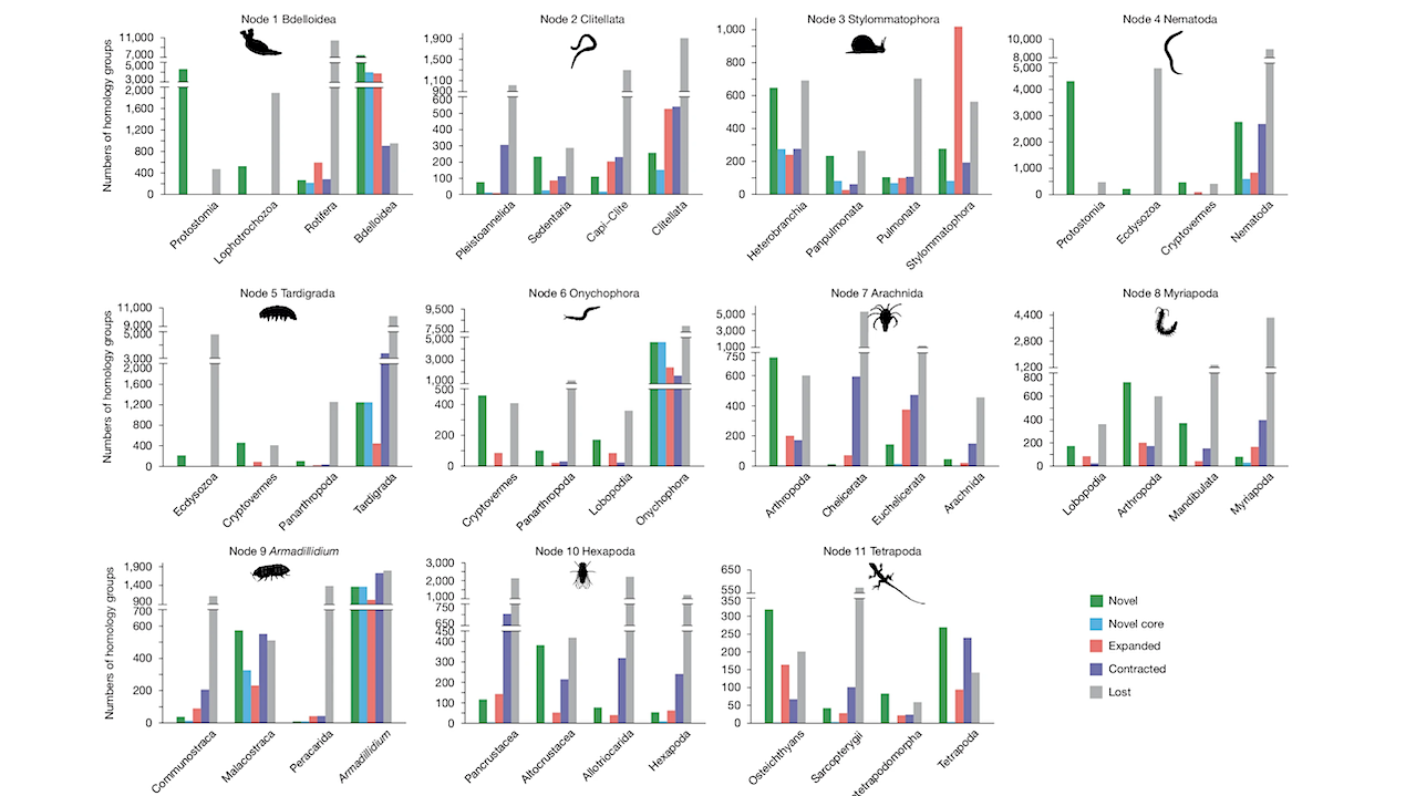 A total of 154 genomes were analysed to infer HGs and reconstruct ancestral states. Each bar chart represents one terrestrial event node and its three immediate ancestors. For each node, five categories of HGs are quantified: novel, novel core, expanded, contracted and lost. The y axis indicates the number of HGs in each category of each clade. Organism silhouettes (sourced from phylopic.org and the authors, released under public domain dedication (CC0 1.0 Universal)) represent 11 terrestrial events. -- Nature