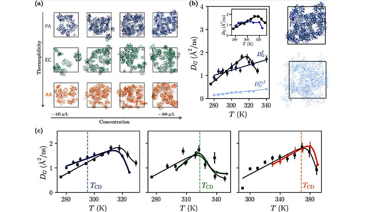 Representation of the molecular systems simulated by MD of PA (blue), EC (green) and AA(red) proteins at varying concentration. -- Nature Communications via PubMed