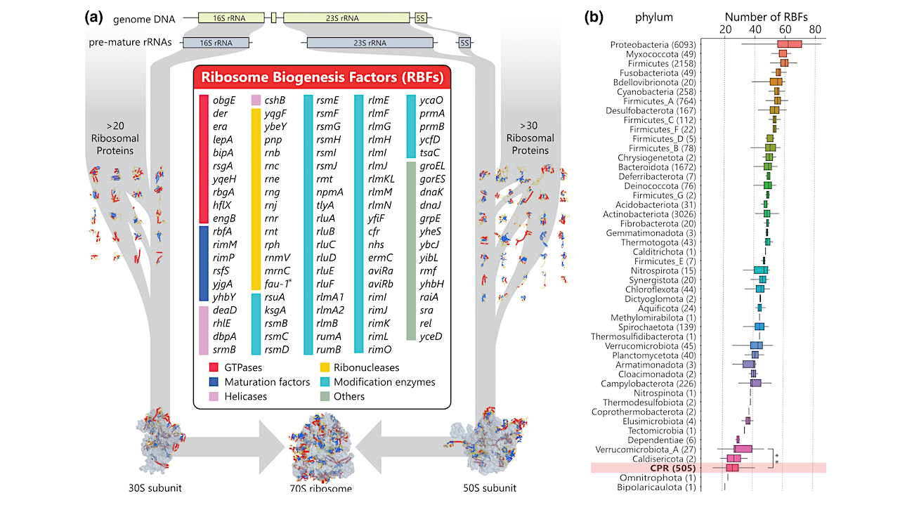 Ribosome biogenesis processes and sets of RBFs in bacteria. a)Schematic view of multi-step ribosome biogenesis including the list of RBFs and tertiary structure of RPs, 70S, 50S and 30S subunits (PDB code: 4YBB, 5UYN, 6ENF, and 1RQU). The structure was visualized using CueMol. b) Boxplot representation of the number of BFs across different phyla in bacteria. Firmicutes are divided into seven groups in the AnnoTree database. * indicates fau-1, recently designated as a gene of RNase W (Vayssières et al. 2024). ** indicates a P-value of ≤ 0.01. -- Molecular Biology and Evolution