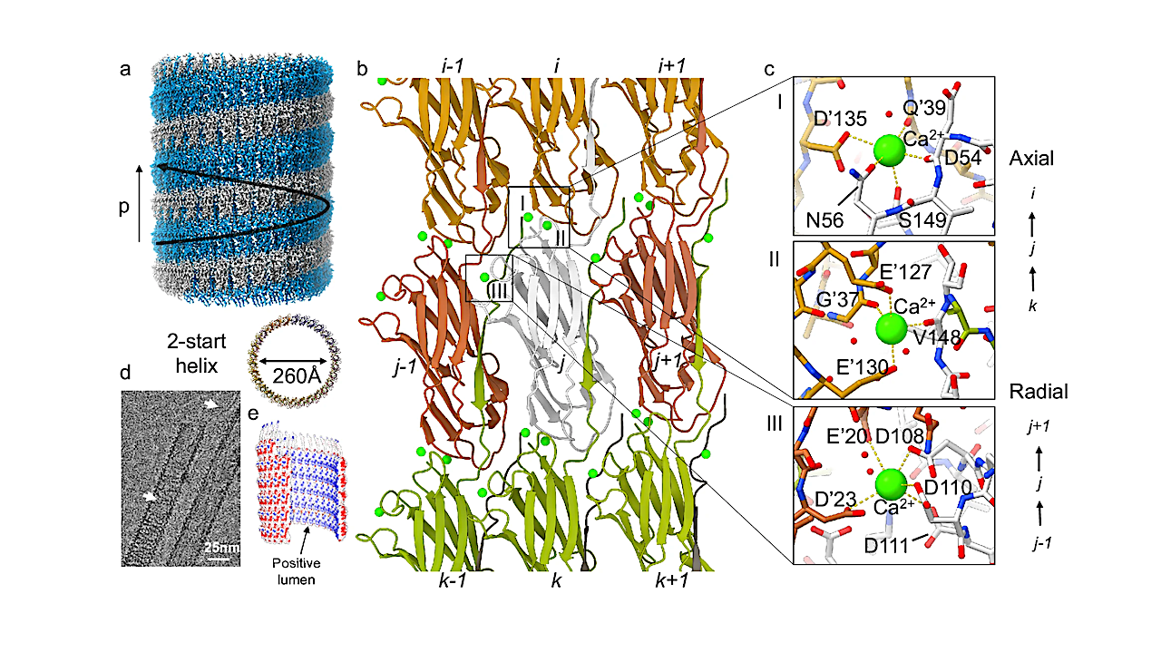 a cryoEM volume revealing a two-start (C2) helical filament with a pitch p and diameter of 94.6 Å and 260 Å, and a rise and twist of 3.18 Å and 12.1°, respectively; b local interaction network between neighboring cannula protofilaments in which subunits interlock through donor strand complementation along the axial (e.g., i → j → k) direction and partake in further intermolecular contacts mediated by calcium coordination along the axial and radial (e.g., j-1→j → j + 1) direction; c stick representation of three types of calcium pockets: (i) axial stacking of subunits via type I and II calcium binding centers, (ii) radial contacts are mediated via type III Ca2+ binding sites; d raw cryoEM image of a cannulae filaments loaded with a helically winding thinner filament (2 nm; cargo). White arrows denote winding cargo and dangling cargo associated with the cannulae filaments; e surface electrostatics showing a predominantly negatively charged surface and a positively charged lumen for the cannula model. The representative image in this figure (d) is derived from a total of 2365 cryo-EM movies from two technical replicates.-- Nature Communications
