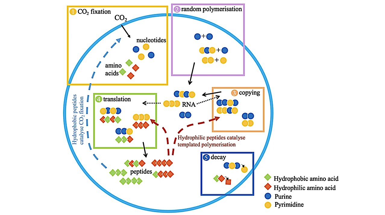Processes occurring in the protocell at each time step. Continuous arrows show polymers being produced, segmented arrows show peptide catalysis of CO2 fixation and templated polymerisation, and dotted arrows indicate RNA acting as templates for copying and translation. Note that sequences shown here are illustrative, and the model only keeps track of hydrophobicity and length of sequences, and not sequence order. -- biorxiv.org